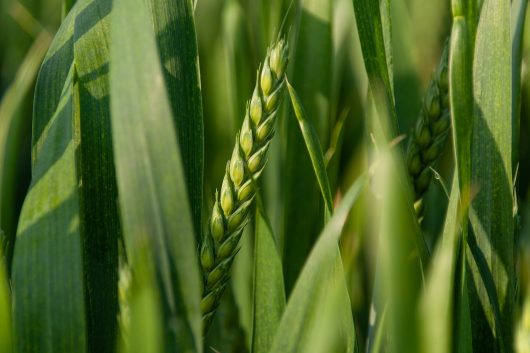 grain-8169376_1920